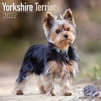 Kalender 2025 Yorkshire Terrier