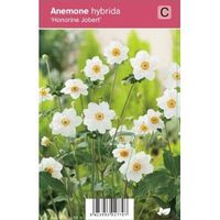 Herfstanemoon (anemone hybrida "Honorine Jobert") najaarsbloeier - 12 stuks