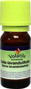 Volatile Salie lavandulifolie