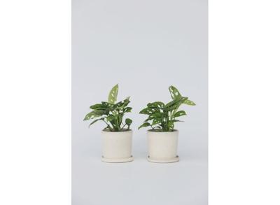 2-pack Monstera Monkey-Mask