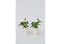 2-pack Monstera Monkey-Mask