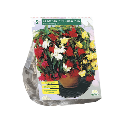 Begonia