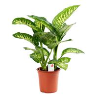 Dieffenbachia &apos;Tropic Snow&apos; P 24 cm