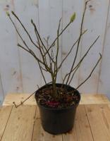 Beverboom Magnolia Soulangeana Tulpenboom 70 cm Warentuin Natuurlijk - Warentuin natuurlijk