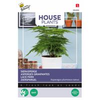 Buzzy - House Plants Asparagus plumosus nanus - thumbnail