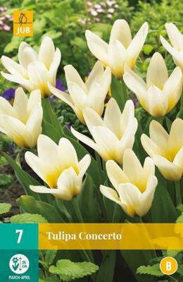 Tulp Concerto 7 bollen