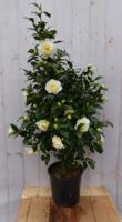 Camelia wit 120 cm Warentuin Natuurlijk - Warentuin natuurlijk