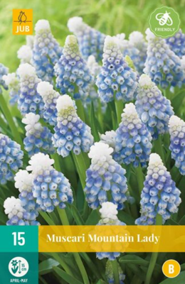 Muscari Mountain Lady - Jub