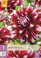 Dahlia x-factor
