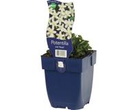 Potentilla trid. Nuuk vaste plant Griffioen - Griffioen