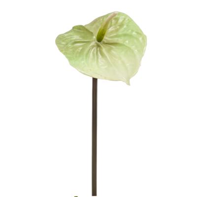Anthurium