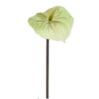 Anthurium