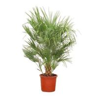 Chamaerops Humilis - 150cm