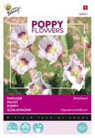 Poppies of the world papaver blauwmaanzaad - Buzzy
