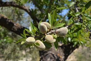 Halfstam dikke Amandelboom