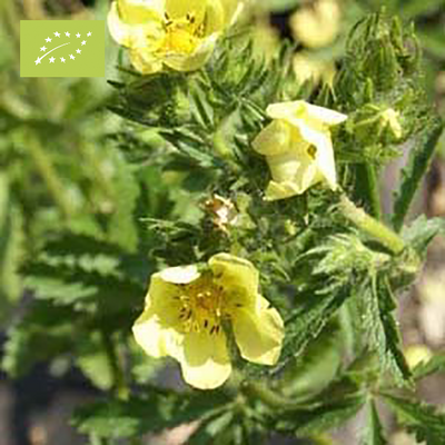 Bio Vijfvingerkruid | Potentilla recta 'Sulphurea'