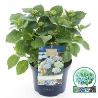 Hydrangea Macrophylla "Magical Revolution Blue"® boerenhortensia - 30-40 cm - 1 stuks - thumbnail