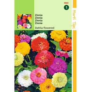 2 stuks - Hortitops - HT Zinnia Dahliabloemig