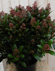 Skimmia Japonica rubella 70 cm - Warentuin Natuurlijk