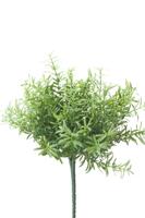 Rosemary Bush 22 cm - Emerald
