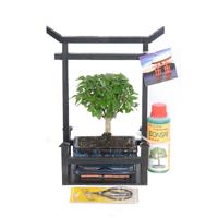 Bonsai starter kit (Voor beginners) Bonsai starter kit (Voor beginners)