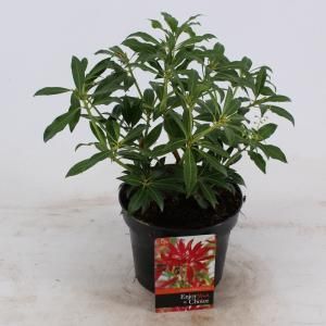 Rotsheide (Pieris “Forest Flame”) heester - 20-25 cm (C2) - 6 stuks