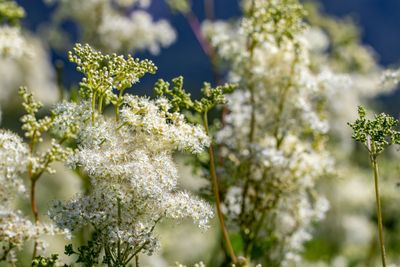 Knolspirea