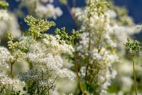 Knolspirea