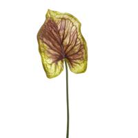 Caladium