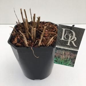 Prachtriet (Miscanthus sinensis "Ferner Osten") siergras - In 5 liter pot - 1 stuks