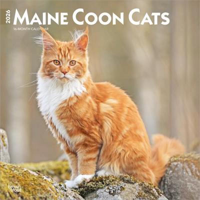 Maine Coon Kalender 2026