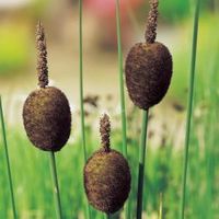 Dwerglisdodde (Typha minima) moerasplant - 6 stuks