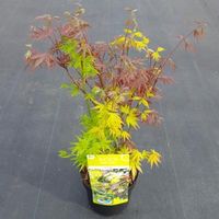 Japanse esdoorn mix (Acer palmatum "Festival") heester - thumbnail