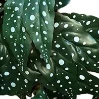 Bladeren elephant's ear 35 cm kunsttak Buitengewoon de Boet - Buitengewoon de boet