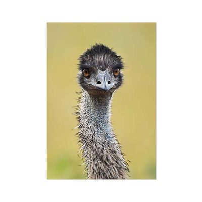 Schilderij op Paneel Struisvogel White PVC 20x30 Tesa Powerstrips