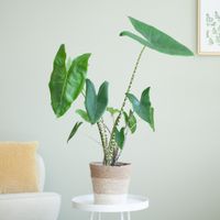 Alocasia Zebrina - Olifantsoor - inclusief Jute Pot - Wit - P19