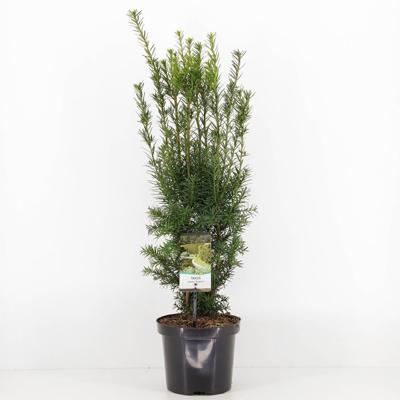 Taxus media hicksii 50-60 cm - Warentuin natuurlijk