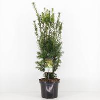Taxus media hicksii 50-60 cm - Warentuin natuurlijk
