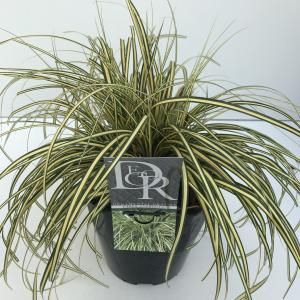 Zegge (Carex oshimensis "Evergold") siergras - In 5 liter pot - 1 stuks