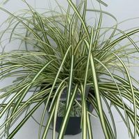 Zegge (Carex oshimensis "Evergold") siergras - In 5 liter pot - 1 stuks