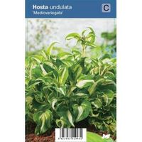 Hartlelie (hosta undulata "Mediovariegata") schaduwplant - 12 stuks