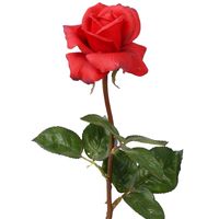 Kunstbloem roos Caroline - rood - 70 cm - zijde - kunststof steel - decoratie bloemen - thumbnail
