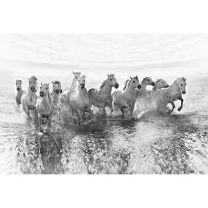 Fotobehang - White Horses 384x260cm - Vliesbehang