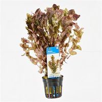 Rotala macrandra - 6 stuks - aquarium plant - thumbnail