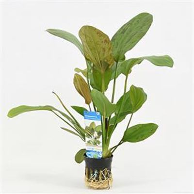 Echinodorus regine hildebrandt
 - 6 stuks - aquarium plant