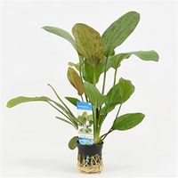 Echinodorus regine hildebrandt
 - 6 stuks - aquarium plant - thumbnail