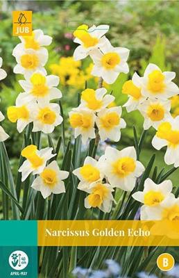 Narcissus Golden Echo 4 bollen - Jub