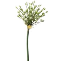 Allium/Sierui kunstbloem - losse steel - creme - 70 cm - Natuurlijke uitstraling   -
