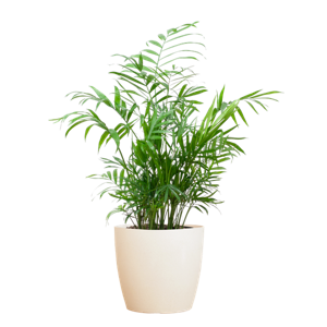 Chamadorea Elegans met Viber wit - 55cm - Ø17