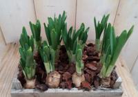 Narcis plantenbakje buiten Warentuin Natuurlijk - Warentuin natuurlijk